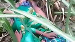 Sexy girl fuck in jungle