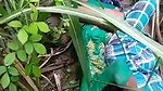 Sexy girl fuck in jungle