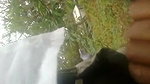 Mature Tamil Aunty Sucking Lover Dick