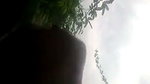 Mature Tamil Aunty Sucking Lover Dick