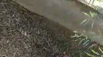 Couple was caught by local people