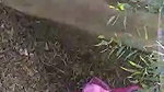 Couple was caught by local people
