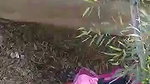 Couple was caught by local people