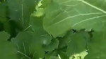 Mature Punjabi couple outdoor fucking
