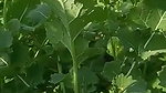 Mature Punjabi couple outdoor fucking