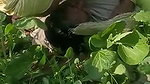 Mature Punjabi couple outdoor fucking