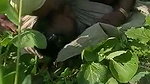 Mature Punjabi couple outdoor fucking