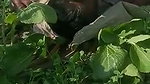 Mature Punjabi couple outdoor fucking