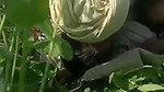 Mature Punjabi couple outdoor fucking