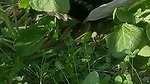 Mature Punjabi couple outdoor fucking