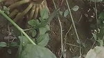 Village aunty showing her beauty figure