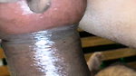 Slim wife taking fat cock