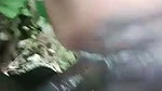 Village aunty fuck hard in middle of jungle