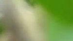 Bihari lady fucking hard in open field