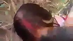 Village bhabhi fucking hard in open field