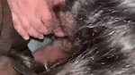 Punjabi lady giving Blowjob