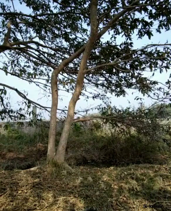 Frame 1