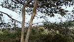 Ishu lovee cam girl Outdoor full naked fingering