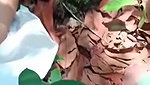 jungle mein chudai