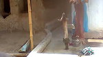Village lady washing clothes  show her huge boobs