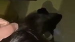 Desi Model Giving Amazing Blowjob Full Face Clear Audio