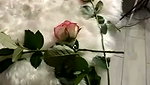 RollingGirls I Stripchat