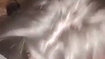 Slim Gf Sucking And Hard Doggy Fuck