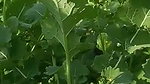khet mein chudai