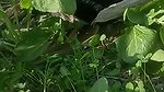 khet mein chudai