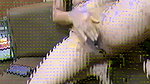 Saneem sweety Stripchat d