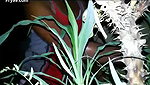 Jungle Mai Shower Camping