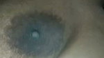 sheuly 1