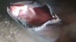 Nepali aunty show her huge boobs