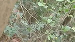 Aunty fuck hard in middle of jungle