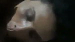 Village girl suck devar cock