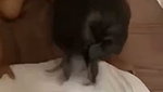 Tamil Cute Girl Pussy Fucking Video