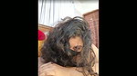 cam show 62