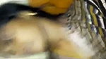 Tamil aunty wearing saree