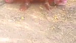 Village lady pissing outside  showing