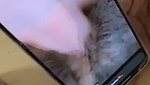 Watch hrnygf