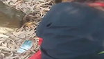 BF Ne GF Ko Jungle Leja Ke Banaya Ghodi Or Muh Me