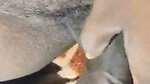 Husband fuck his hairly pussy