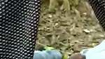 Dehati Couple Jungle Jhadiyon Me Chudai Karte Hue