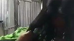 Village sexy girl giving Blowjob to uncle