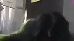 Village sexy girl giving Blowjob to uncle