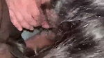 Nri babe showing her blowjob skills