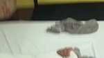Paid Randi Hardcore Fucking With Customer In Hotel