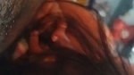 Bhabhi giving Blowjob nicely
