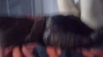 Muslim begum fuck hard with another guy