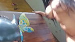 Gwen drew couple show